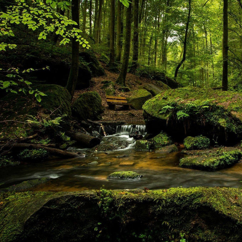 Inspiring image of plush green forest and babbling brook.
